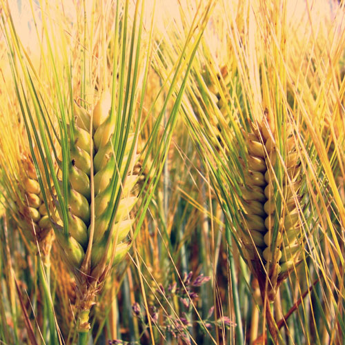 Farinha trigo
